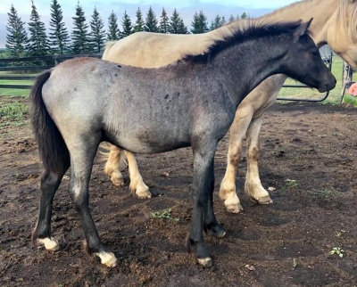 Crown Ridge Captain Crunch