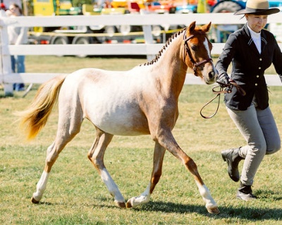 Crown Ridge Cinnamon Latte