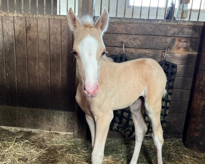 Crown Ridge Great Gatsby