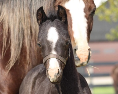 Crown Ridge Top Flight