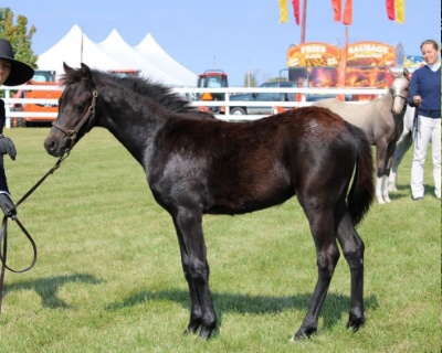 Crown Ridge Top Model