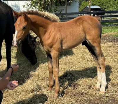 Crown Ridge Top Notch