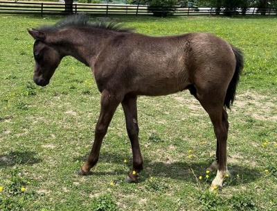 Crown Ridge Top Tier