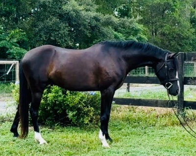 Crown Ridge Wildest Wish