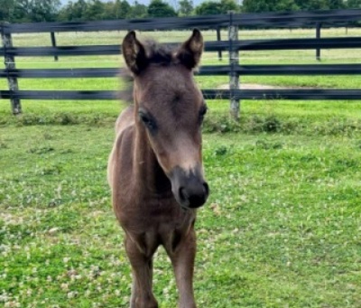 Crown Ridge Wished For