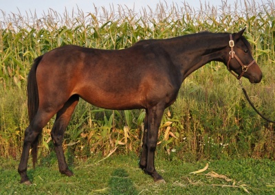 Crown Ridge Wish For Magic