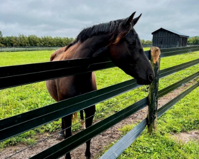 Crown Ridge Dark Roast