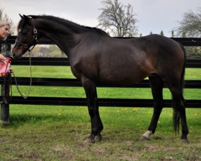 Northwind Just A Laugh