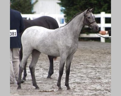 Northwind Music Box Dancer