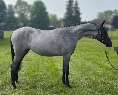 Wrenwood All The Magic