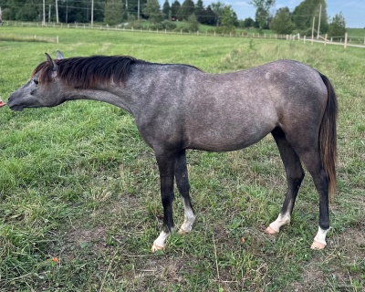 Crown Ridge Candy Crush