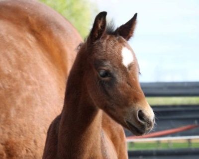 Crown Ridge Royal Wish